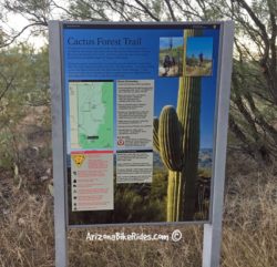 Cactus Forest Trail Saguaro National Park East | Mountain Bike Ride in Tucson, Arizona