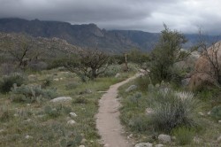 50-Year Golder Ranch Mountain Bike Trail, Tucson AZ